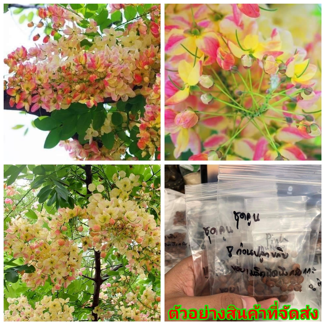 (ขาย เมล็ด ) คูน สีรุ้ง ต้น ดอก เมล็ด คูน สี รุ้ง คูณ รัตนพฤกษ์ เมล็ดคูน happy