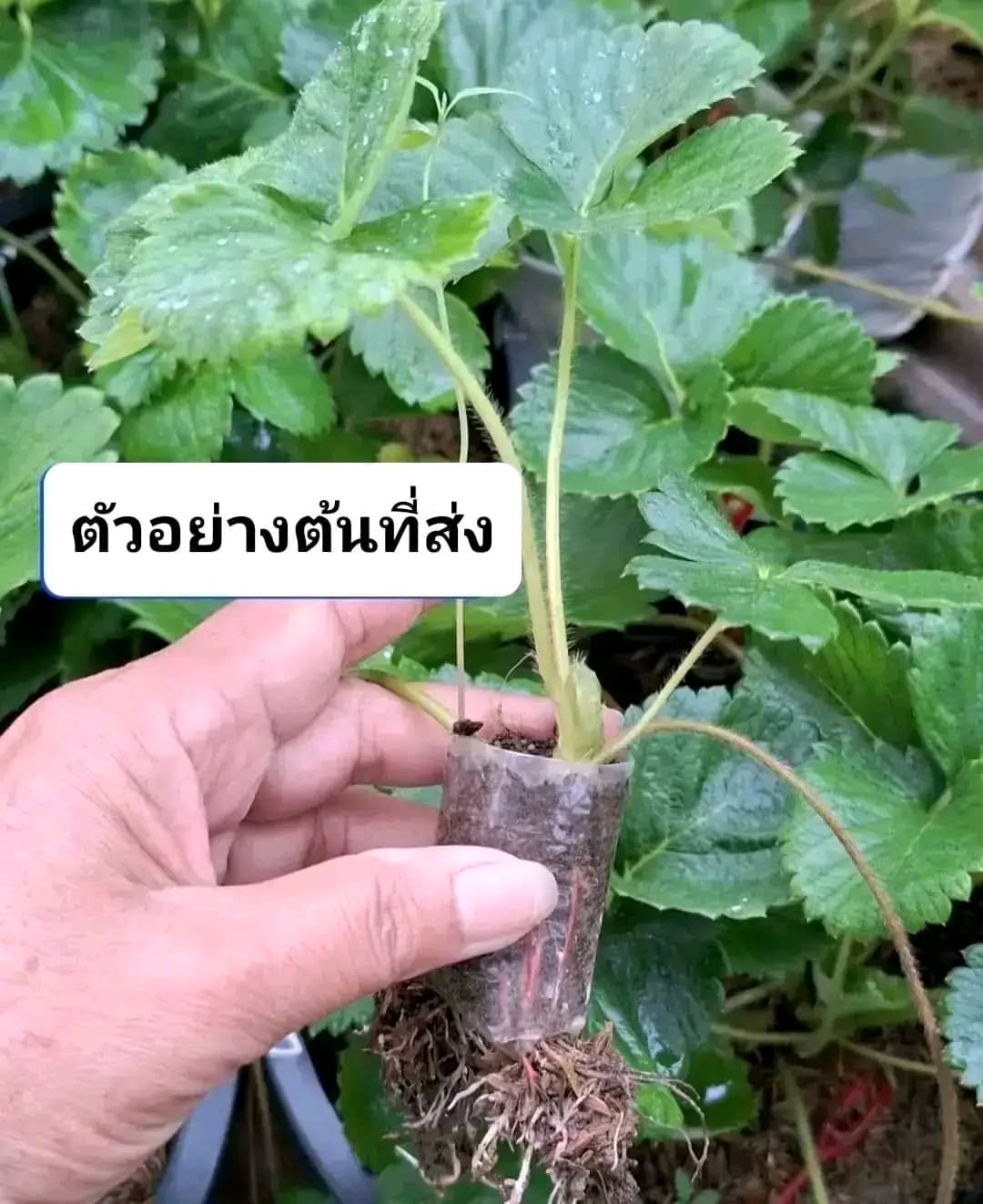 มี 17 สายพันธุ์ ต้น สตอเบอรี่ ต้นสตอเบอรี่ strawberry tree อากิฮิเมะ Akihime Aromas AE Angel Eight fronteras พิมพ์วรัตน์ พิ้งค์รูบี้ กาซาน่า Gasana Favette สวีทชาลี sweetcharlie Flavia from Italy Eweebreed แพรวา ดอกชมพู ราบิด้าพิ้ง Rabida Pink อเมริกันจัม