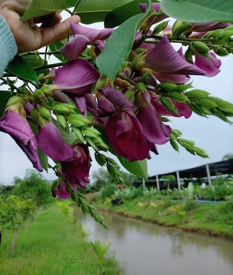 (1ต้น) ต้น สูง 40-50cm เพาะจากเมล็ด คลิทอเรีย อัญชันต้น ดอกช่อม่วง CLITORIA FAIRCHILDIANA อัญชัน / Navin