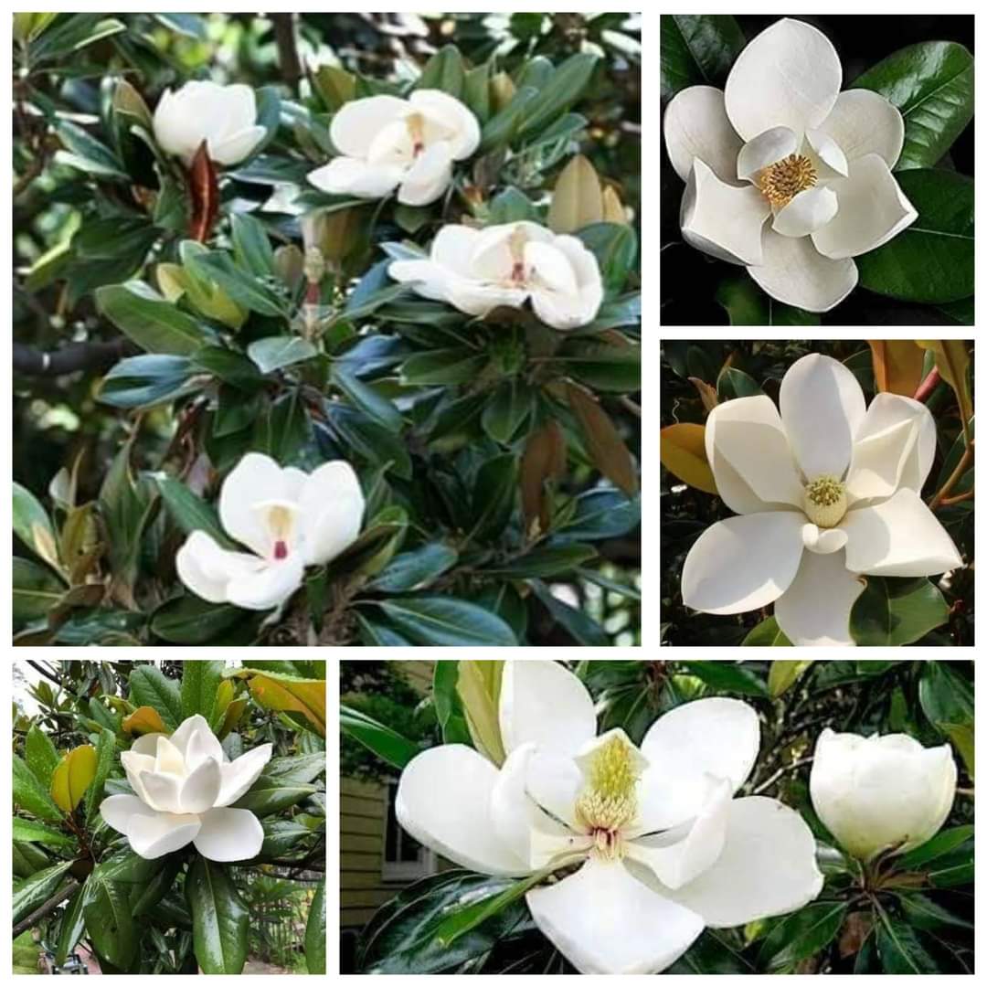 (1ต้น) สูง 80cm ต้น แมกโนเลีย แกรนด์ดิฟฟอร่า Magnolia grandiflora ตอนกิ่ง / Navin
