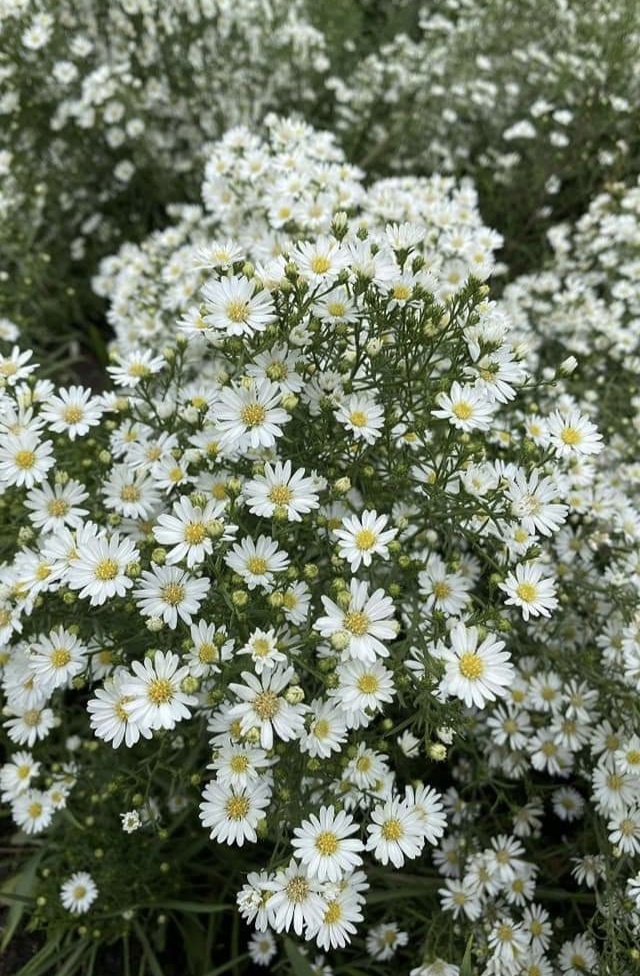 (50ต้น) มาปลูกดอกไม้สีสันสดใสสวยงาม ให้บ้านคุณน่าอยู่กัน จ้า.. ต้น ดอก มากาเร็ต & คัตเตอร์ white cutter flower margaret