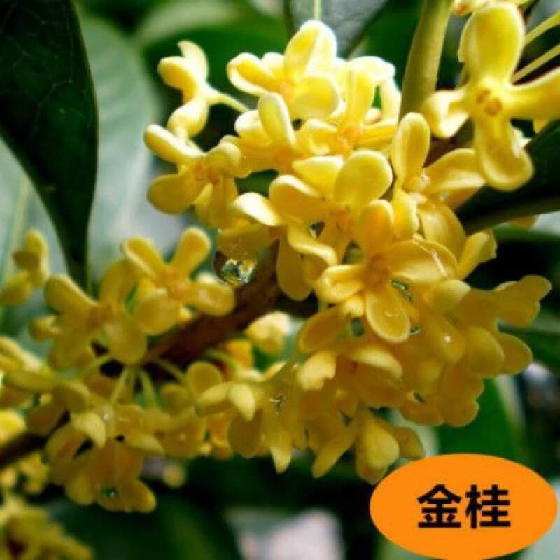 (1ต้น) สูง80-100cm ต้น ต้นหอมหมื่นลี้ หอมหมื่นลี้ จีน ดอกสีเหลืองทอง 金桂丹桂