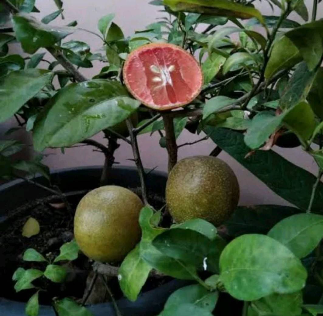 (1ต้น) ต้น มะนาวสีชมพู มะนาวชมพู ต้นมะนาวสีชมพู ต้นมะนาวชมพู Pink Lime มะนาว ต้นมะนาว สีชมพู ชมพู / happy