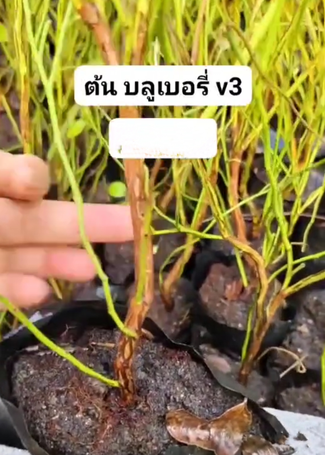 (1ต้น) ต้น ต้นบลูเบอรี่ ต้นบลูเบอร์รี่ บลูเบอรี่ พันธุ์ v3 วีสาม Blueberry บิวตี้หมายเลข 1 / saranrak
