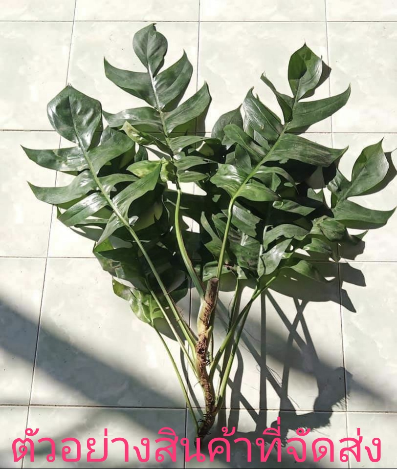 (ขาย กิ่งพันธุ์) ต้น ท่อน กิ่ง ฟิโลก้างปลา ฟิโล ก้างปลา Philo fishbone กอหญ้า