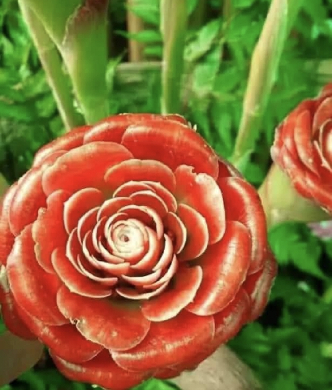 ดอก ต้น หน่อ เหง้า ดาหลา ดาหลากุหลาบ สยาม ต้นดาหลา ดอกดาหลา กาหลากุหลาบ สีแดง Siam rose Rose of Siam torch ginger / Sao 2