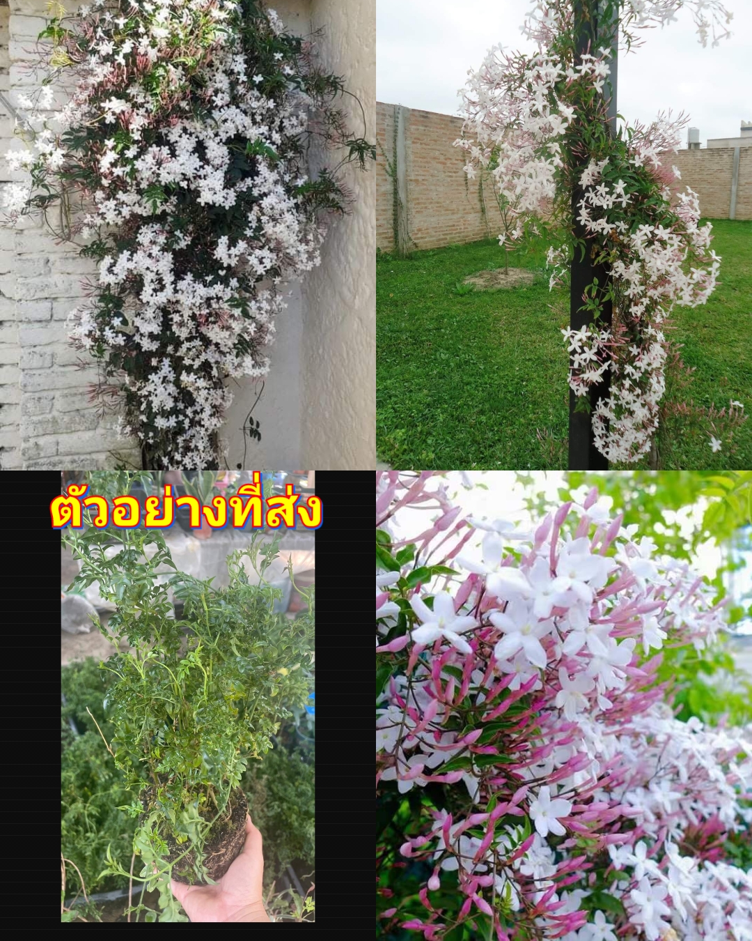 (1ต้น) ต้น มะลิชมพู มะลิสเปน Jazmín chino Jazmín rosado ไม้เลื้อย / ศรัญลักษณ์