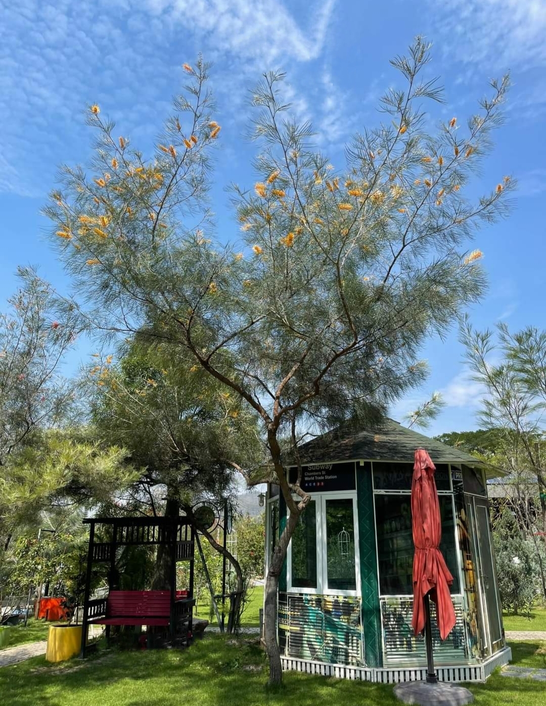รบกวน สั่งซื้อ ผ่านไลน์ เท่านั้น (1ต้น) สูง 250cm ต้น สนเกรวิลเลีย Grevillea Bush Lemons yellow กรีวิเลีย บุช เลมอน ดอก สีเหลือง Sakphong