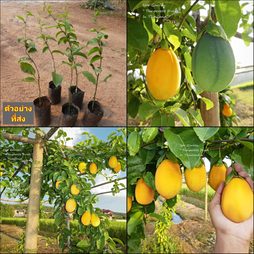 (ขาย ต้นพันธุ์) ต้น เสาวรสหวาน พันธุ์ ลอริฟอร์เลีย Laurifolia Passionfruit เสาวรส หวาน ไร่อิงดาว