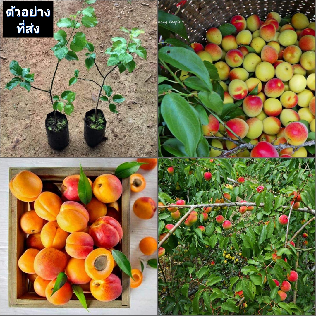 (1ต้น) ต้น แอปริคอท พันธุ์ Modesto Apricot เอพริคอต แอพริคอต แอปริคอต ต้นแอปริคอท ต้นแอปริคอต / พิสุทธิ์