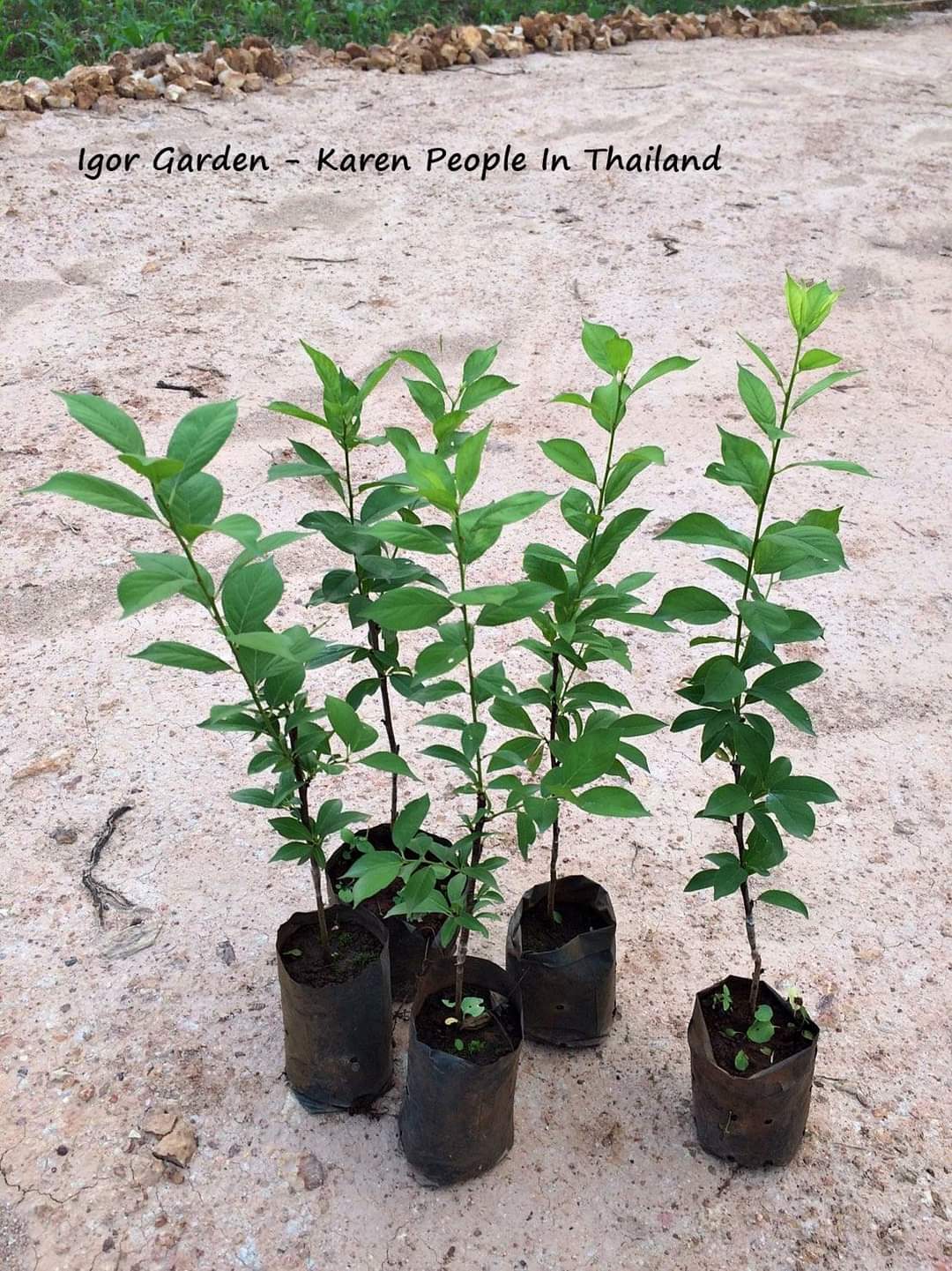 (1ต้น) ต้น พลัมคอส ต้นพลัมคอส ต้นพลัม พลัม คอส Plumcot / พิสุทธิ์