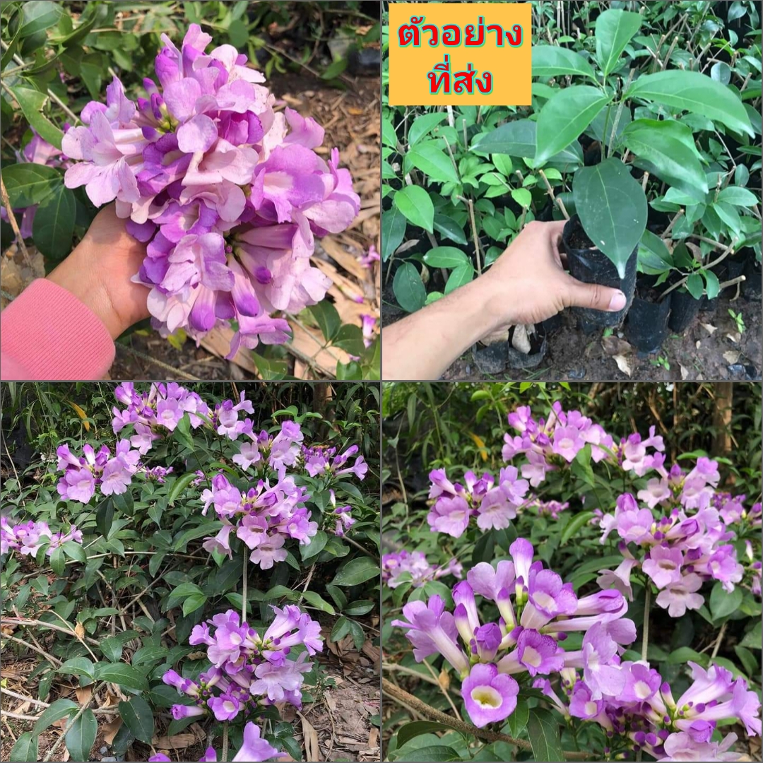 (5ต้น) ต้น ต้นพันธุ์ กระเทียมเถา ต้นกระเทียมเถา ปักชำ / ธนโชติ 🌸 #ต้นพันธุ์กระเทียมเถา🌸