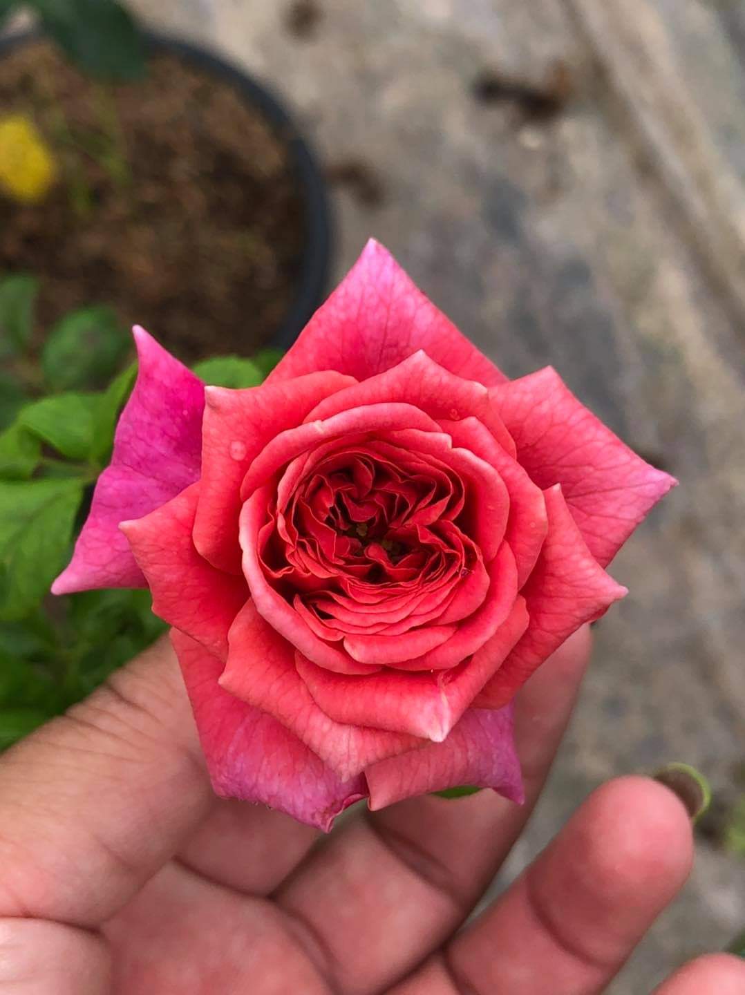 (1ต้น) ดอก ต้น กุหลาบ คริสโตเฟอร์มาโล Christopher Marlowe rose buncha