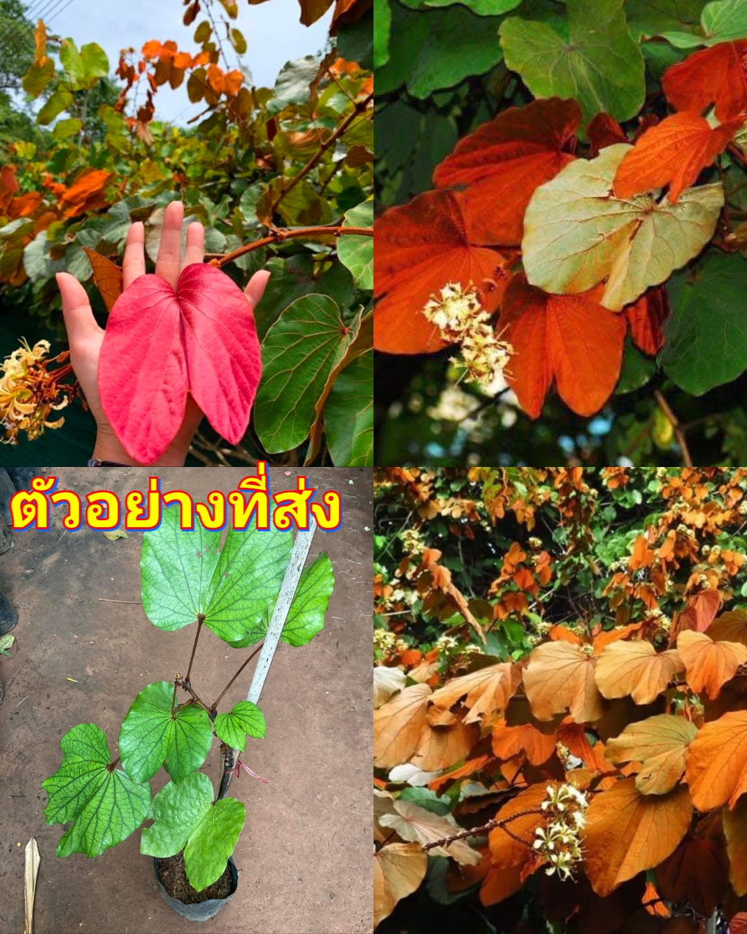 ต้น ต้นย่านดาโอ้ะ Gold Leaf Bauhinia ย่านดาโอ้ะ ย่านดาโอ๊ะ ต้นย่านดาโอ๊ะ ใบไม้สีทอง / ณัฐวดี