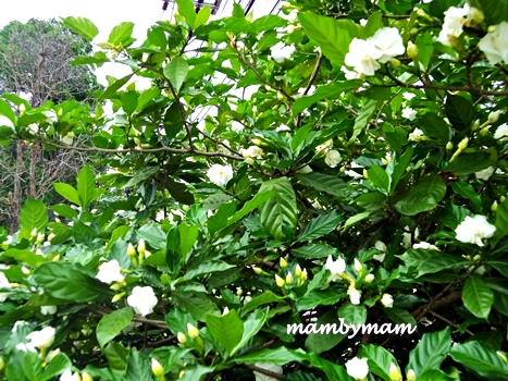 (2ต้น) ต้น พุดกุหลาบ ต้นพุดกุหลาบ / happy
