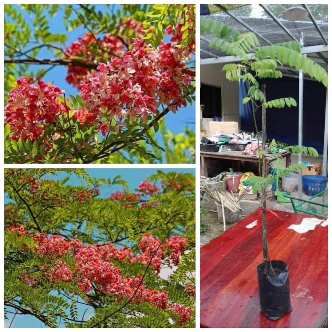 (1ต้น) ต้น เพาะเมล็ด ชัยพฤกษ์ ต้นชัยพฤกษ์ ดอกสี ชมพู Javanese Cassia / นาวิน