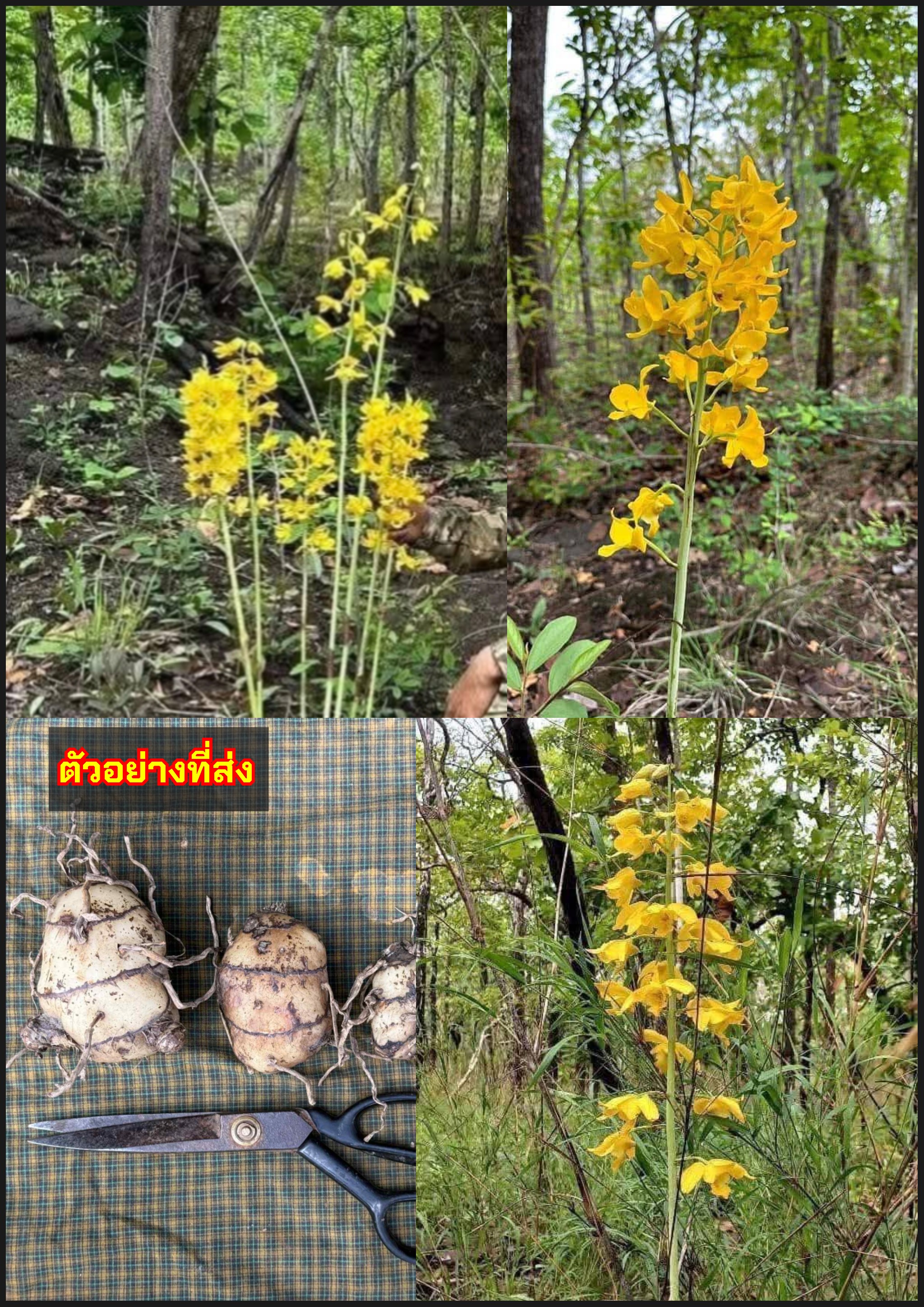 เอื้องบุษราคัม ว่านเหลืองบุษราคัม เหลืองบุษราคัม Eulophai flava / tikarus