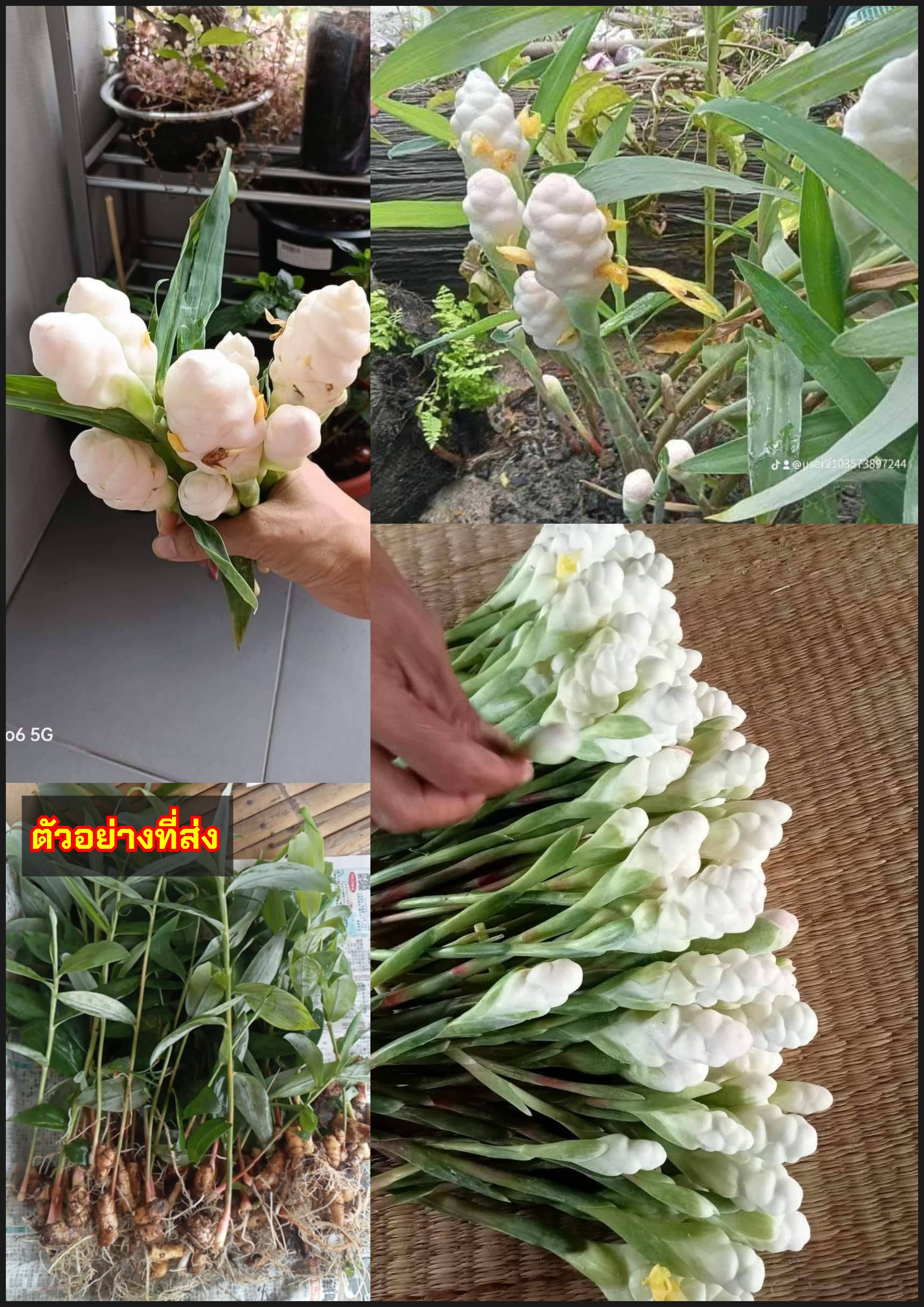 ขิงขาว ต้นขิงขาว Zingiber niveum Mood & Theilade / tikarus