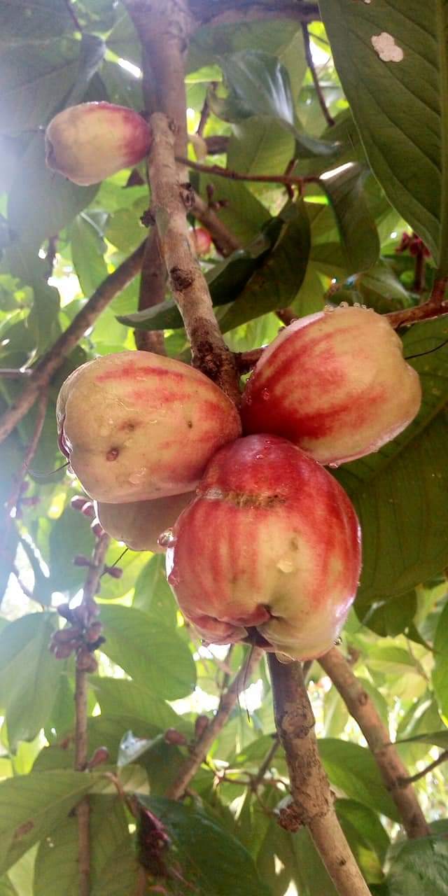 (ขาย ต้นพันธุ์) ต้น ชมพู่สาแหรก ต้นชมพู่สาแหรก ชมพู่สาแหลก ต้นชมพู่สาแหลก ต้นชมพู่ ชมพู่ สาแหรก Soa