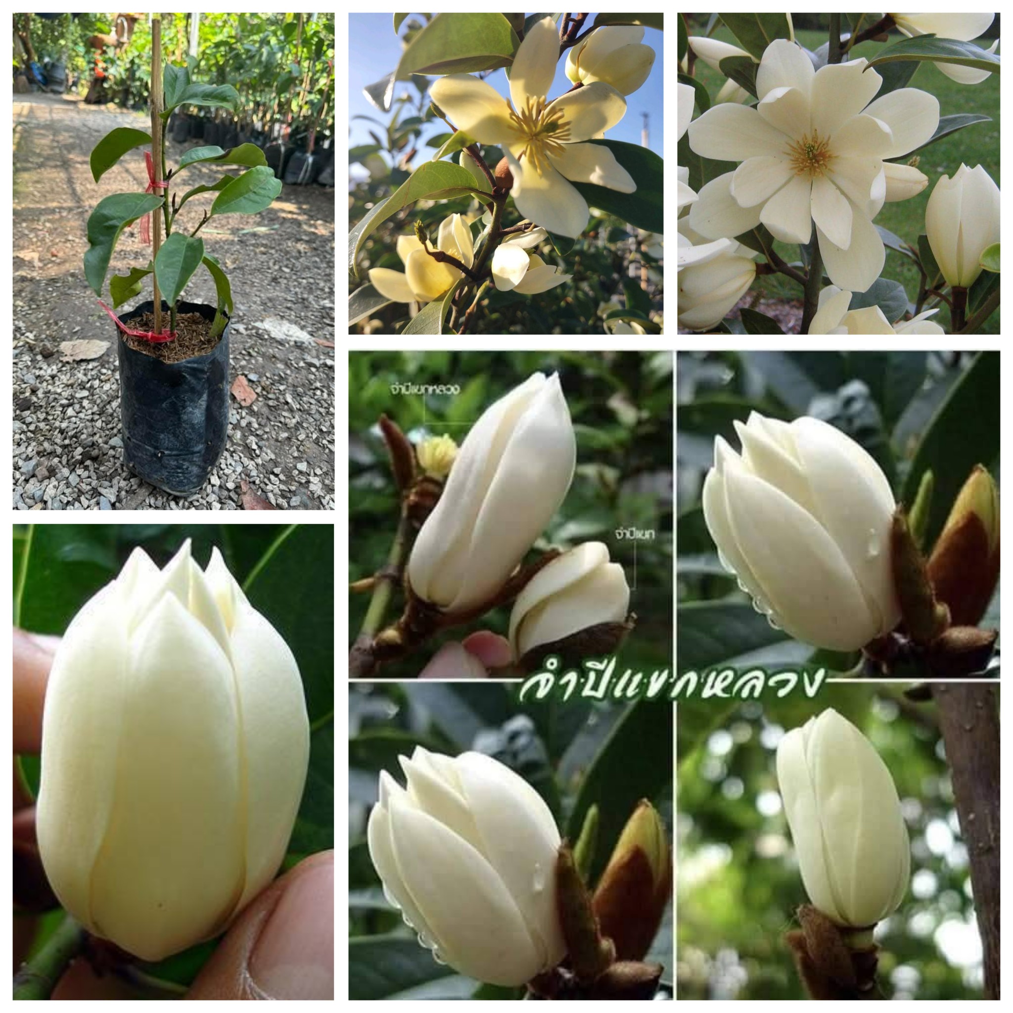 ต้นจำปีแขกหลวง ต้น จำปีแขกหลวง Magnolia x foggii / nivan