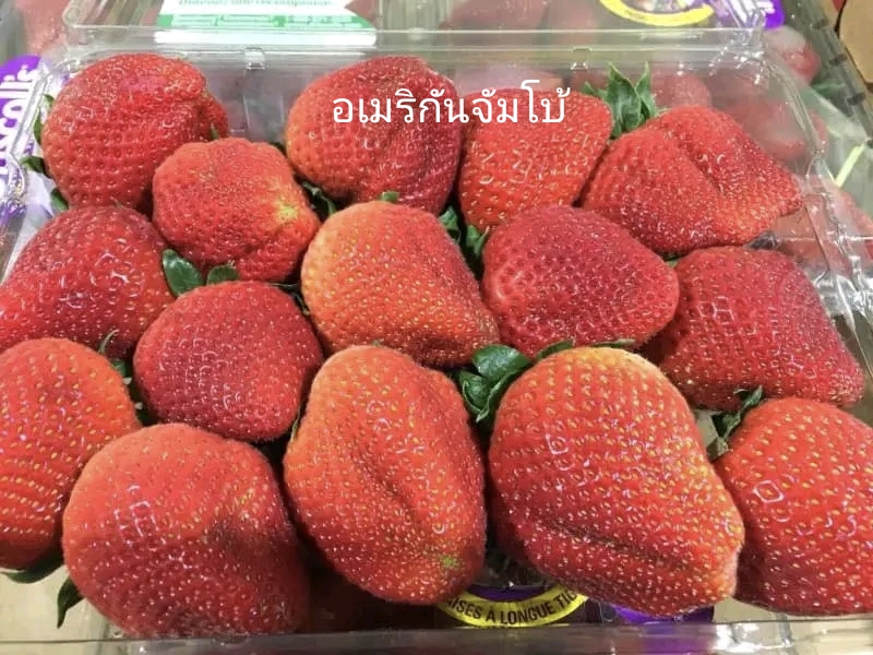 มี 17 สายพันธุ์ ต้น สตอเบอรี่ ต้นสตอเบอรี่ strawberry tree อากิฮิเมะ Akihime Aromas AE Angel Eight fronteras พิมพ์วรัตน์ พิ้งค์รูบี้ กาซาน่า Gasana Favette สวีทชาลี sweetcharlie Flavia from Italy Eweebreed แพรวา ดอกชมพู ราบิด้าพิ้ง Rabida Pink อเมริกันจัม