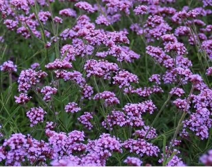 (10ต้น) เวอบีน่า ไฟเนสส์ Verbena Finesse ดอกลมหนาว เวอร์บีน่า ไฟเนส