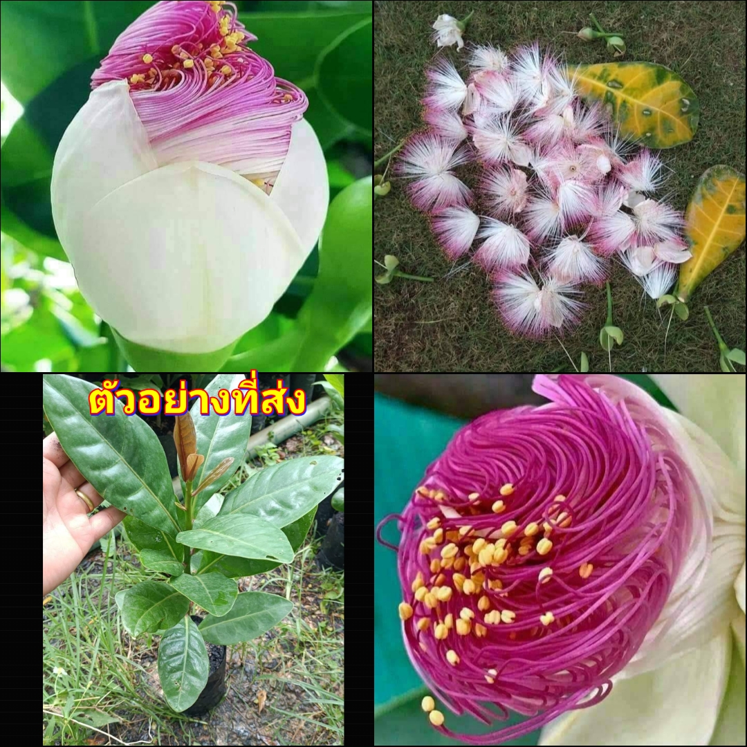 (2ต้น) ต้น ต้นจิกทะเล จิกทะเล Lecythidaceae happy