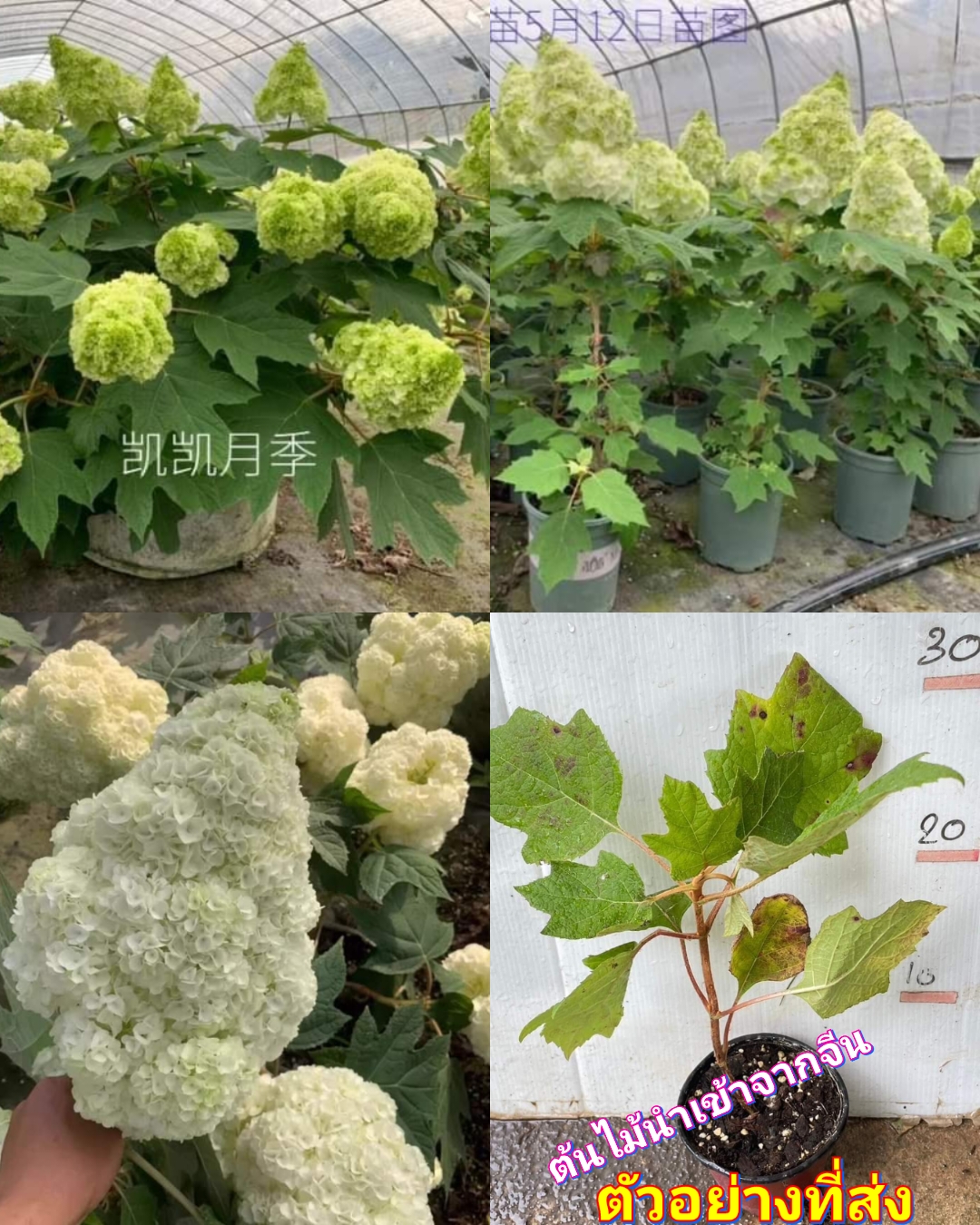 (1ต้น) ต้น โอ๊คลีฟ ไฮเดรนเยีย ไฮเดรนเจีย โอ๊กลีฟ ไฮเดรนเยียโอ๊กลีฟ Oak Leaf Hydrangea Harmony