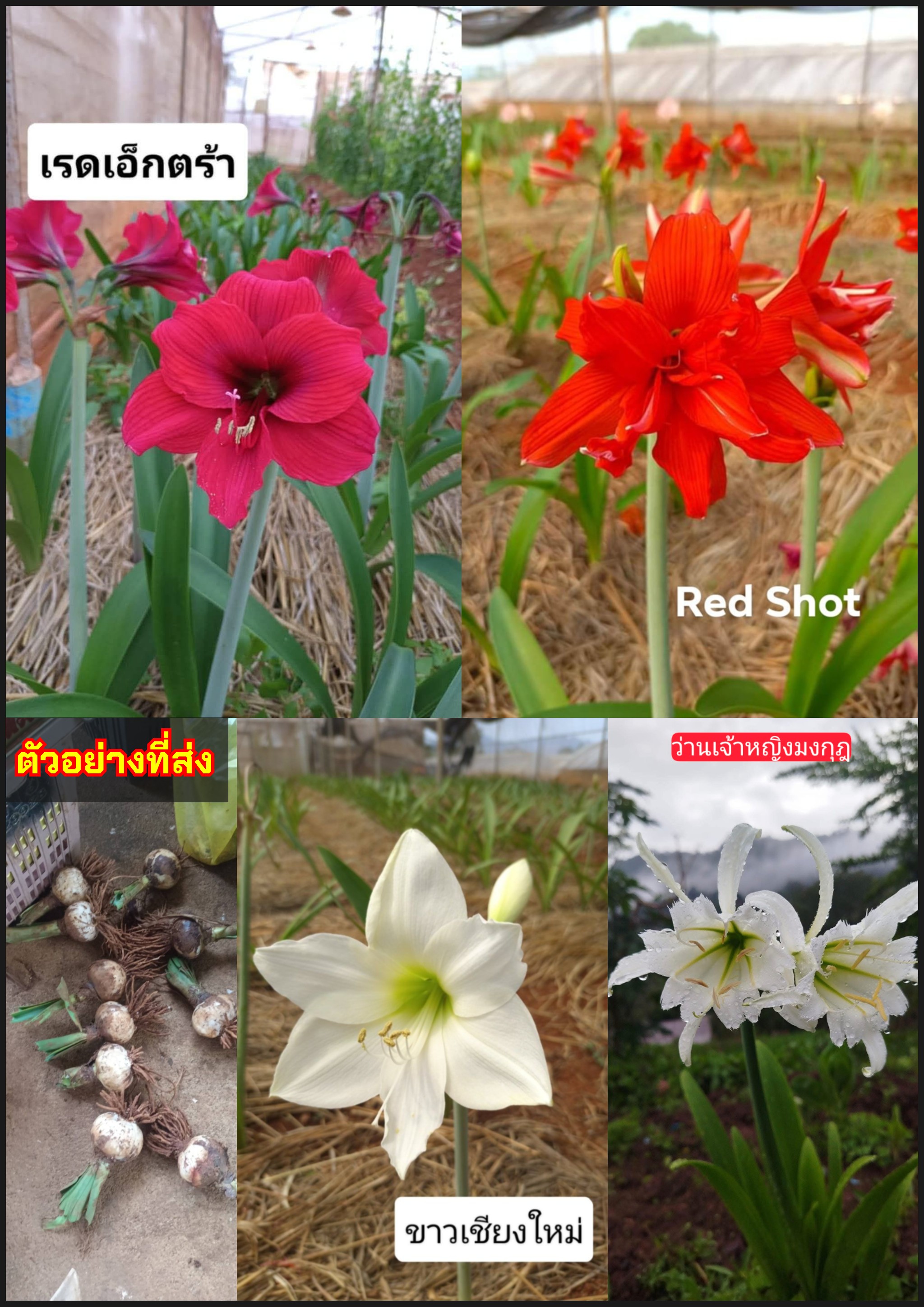 มี4พันธุ์ ว่านสี่ทิศ ว่านเจ้าหญิงมงกุฎ Hymenocallis เรดชอท red shot เรดเอ็กตร้า Red Extra ขาวเชียงใหม่ ขาวหอม White Christmas / tikarus