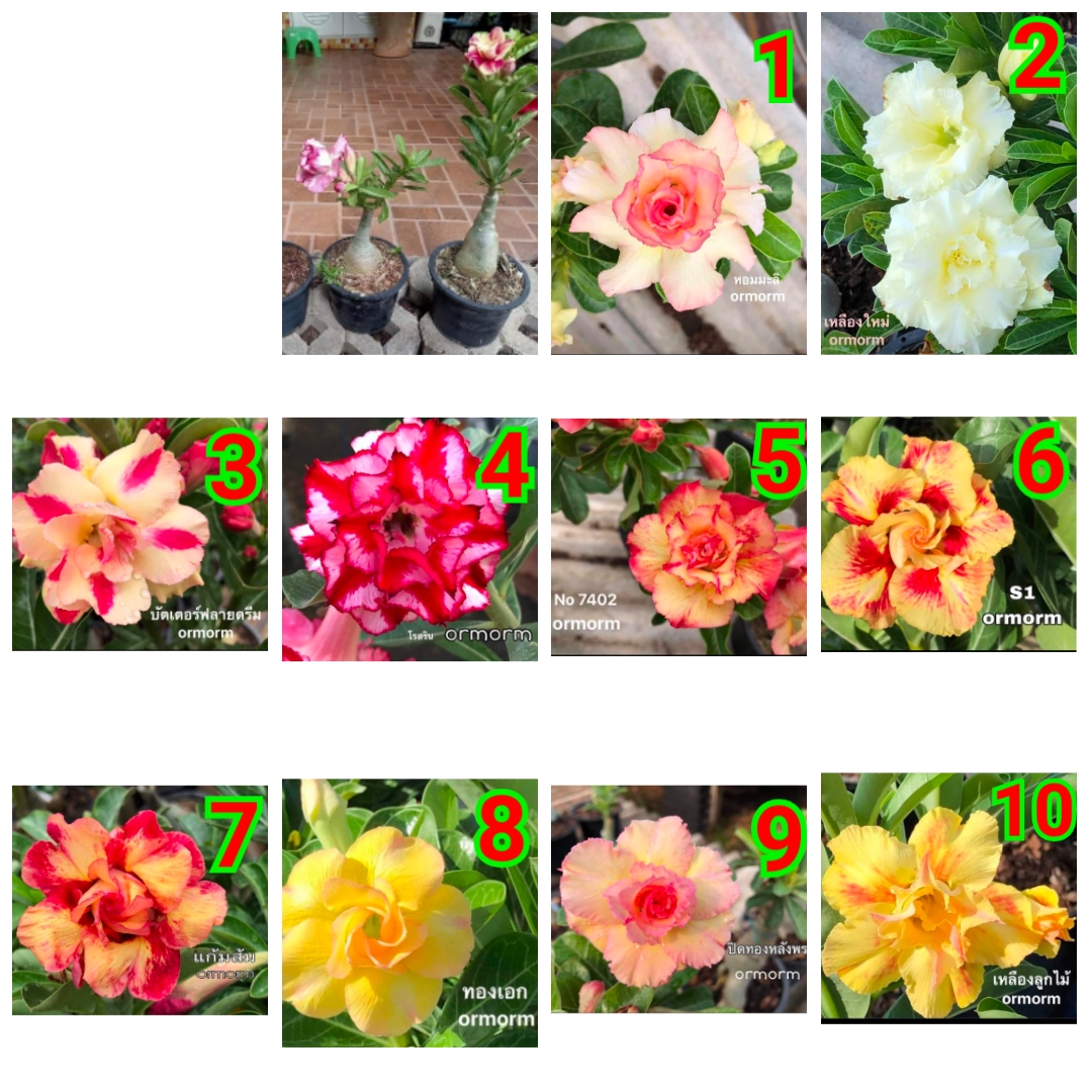 (ขาย ต้นพันธุ์) มี10สีดอกให้เลือก ดอก ต้น ชวนชมดอกซ้อน Azalea ต้นชวนชม ชวนชม อ้อม อ้อม