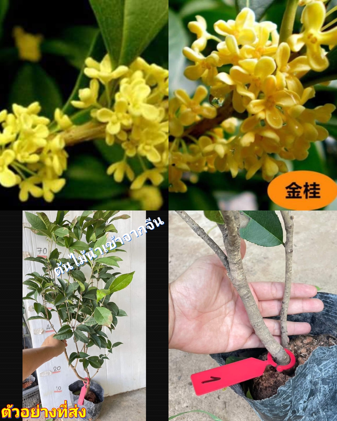 (1ต้น) สูง80-100cm ต้น ต้นหอมหมื่นลี้ หอมหมื่นลี้ จีน ดอกสีเหลืองทอง 金桂丹桂