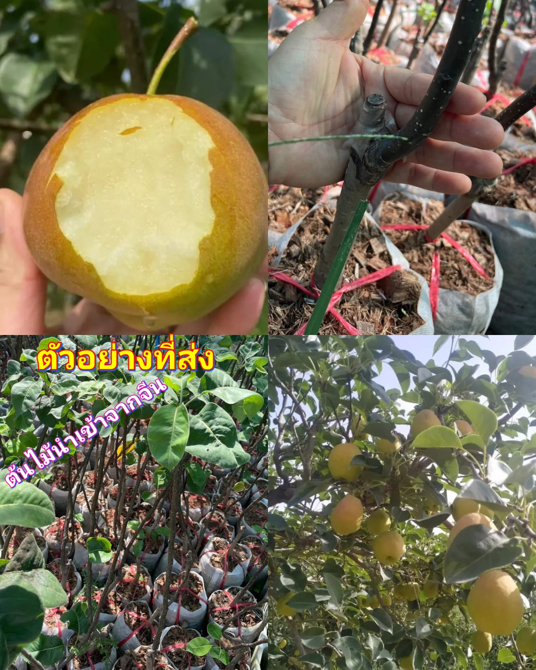 (1ต้น) ต้น ลูกแพร์แดง แพรแดง pear red สาลี่หอม เสียบยอด อายุ 2ปี / ศรัญลักษณ์