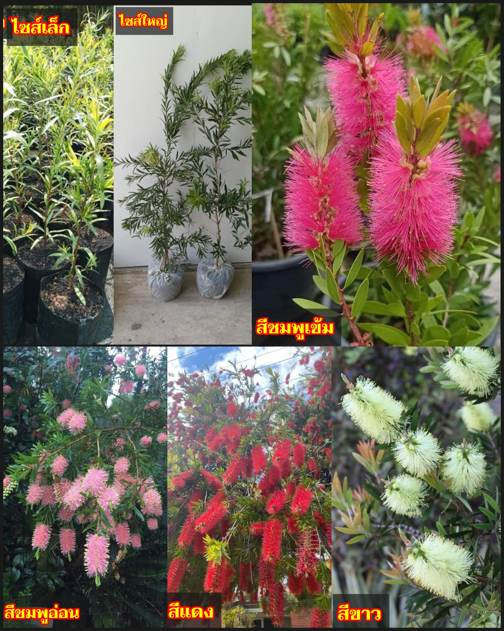 มี4สีให้เลือก ต้นแปรงล้างขวด ต้น แปรงล้างขวด สี ขาว แดง ชมพู เข้ม อ่อน Bottle Brush tree Deep pink Light pink Red white / nrossaparp / ledaf