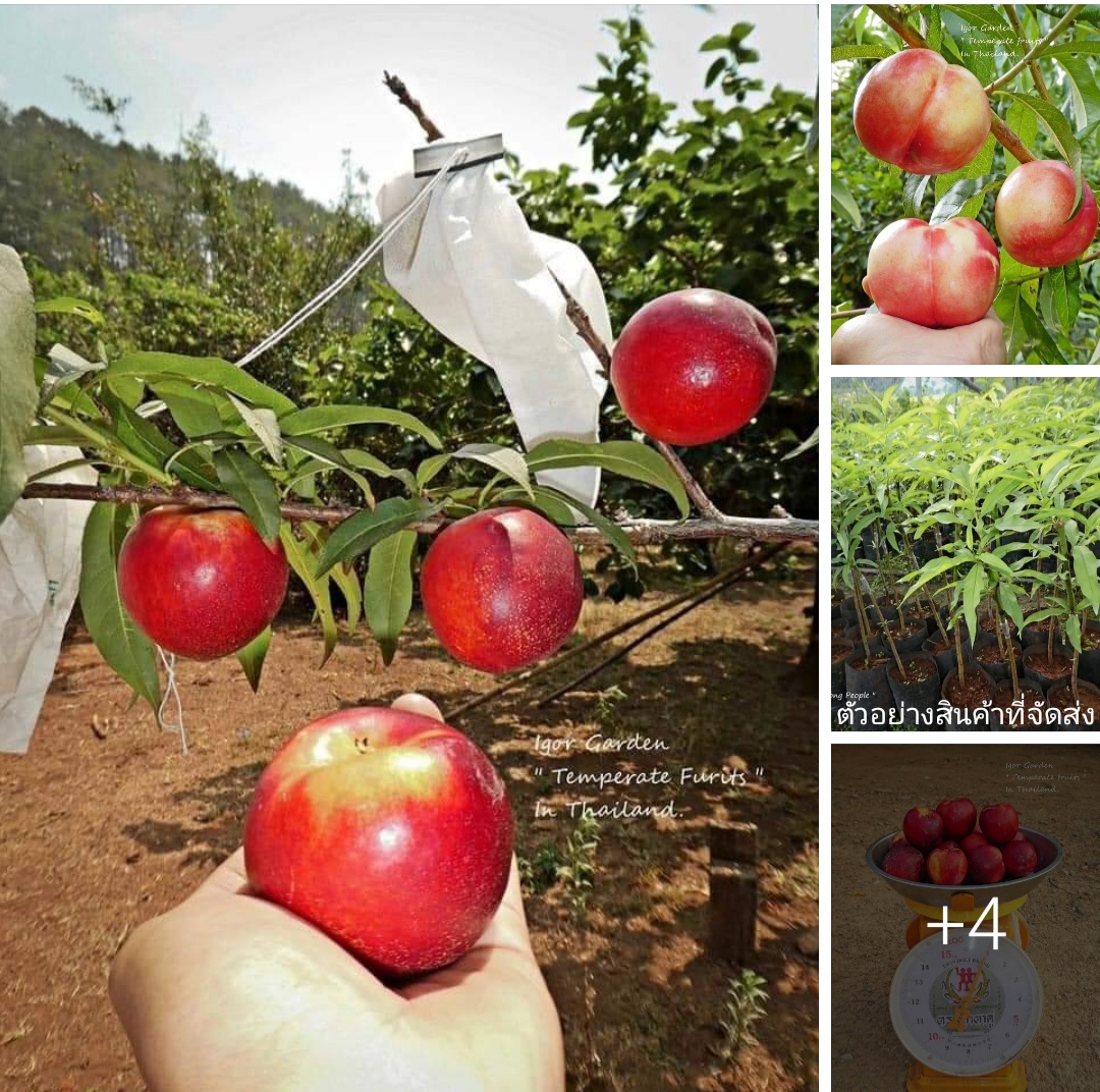 (ขาย ต้น พันธุ์ ) ต้น กล้า เนกทารีน เคอเมนมิรันด้า Carmen Miranda Nectarines กล้าเนกทารีน พันธุ์ ไวท์ White Nectarines kupkip