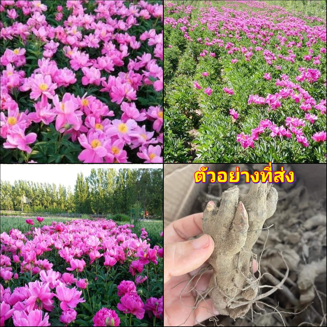 (1เหง้า) เหง้า หัว เหง้าโบตั๋น โบตั๋น ดอก สีชมพู Paeonia Paeoniaceae / Jeab