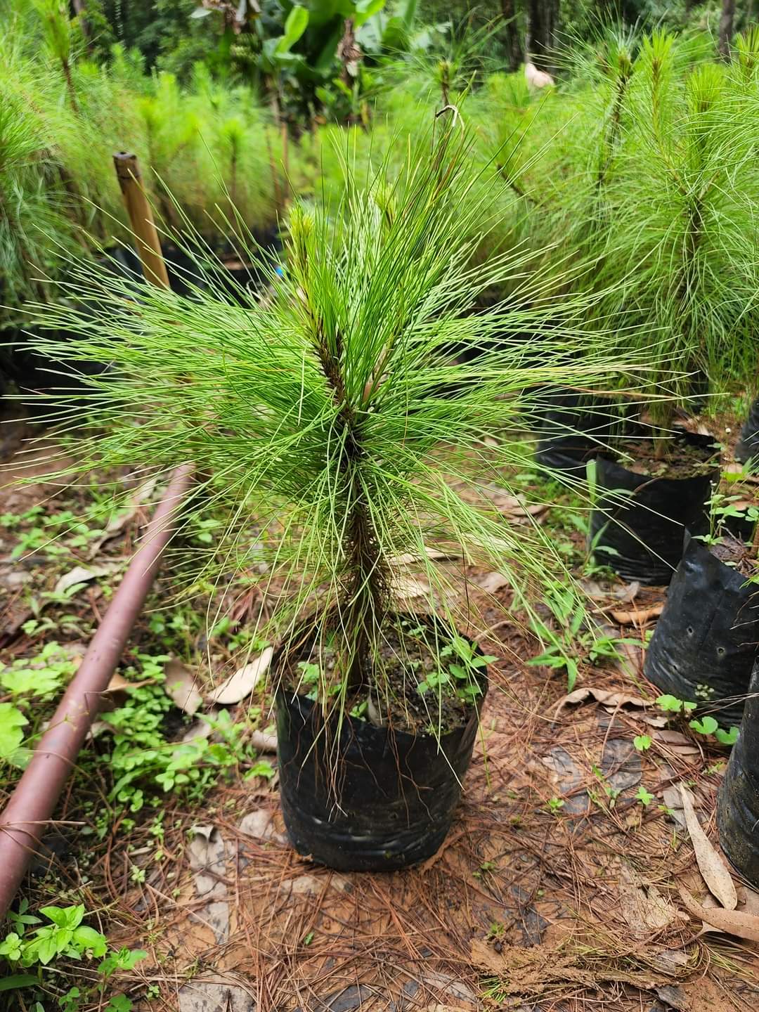 (1ต้น) ต้น ต้นสน Pinus kesiya สนสามใบ หรือ เกี๊ยะแดง สน ต้นสนสามใบ ทษณน สำเนา