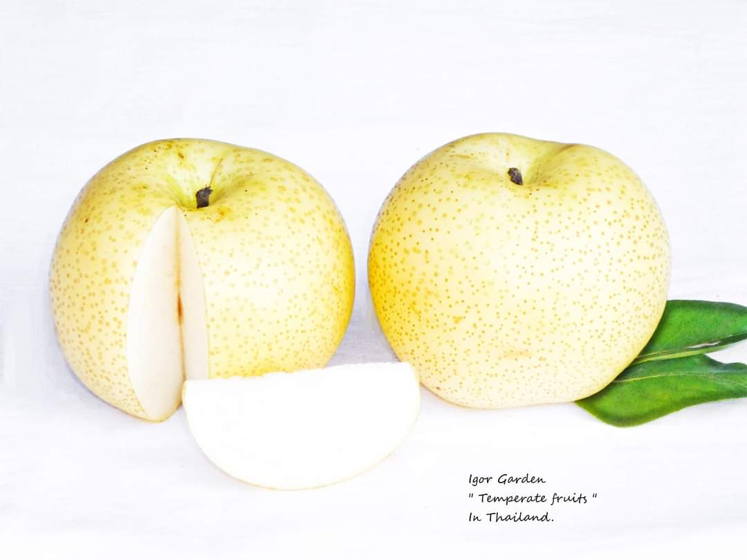 (1กิ่งตอน) กิ่งตอน สาลี่เขียว พันธุ์ โตโตริ Tottori pear สาลี่ ต้นสาลี่ / พิสุทธิ์