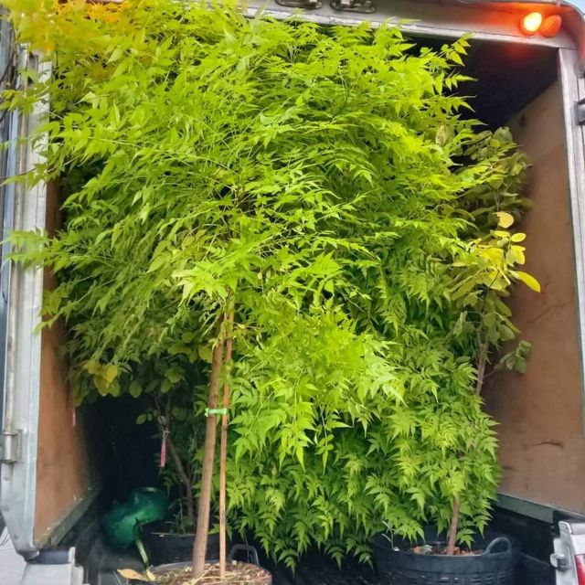 (1ต้น) ต้น เกษมณีสีทอง เมเปิ้ลเขียว เมเปิ้ลไทย Melia azedarach เลี่ยนทอง นารี เกรียน เฮี่ยน เลี่ยนดอกม่วง ลำเลี่ยน ลั้วะ โขวหนาย ขู่เลี่ยน ขู่เลี่ยนซู่ Bastard cedar, Bead tree Chaina tree Chinaball tree Persian lilac White cedar Melia azedarach L / Pongk