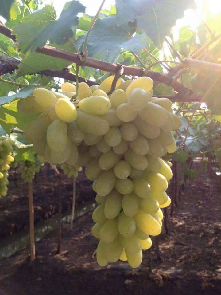 (1ต้น) ต้น องุ่น ต้นองุ่น แบบ กิ่งตอน และ แบบตอ Grapevine grape ไวท์มะละกา แบล็คโอปอร์ ไซมัสคัส ไวท์เฟรมซีดเรท รูดพอเรด บิวตี้ เฟลม คามีนัล คริมสัน ซีดเรท แรมโป้ rembo นิ้วแม่มด สการ์ล๊อตตาร์ ไวกิ้ง / Bunnapawong