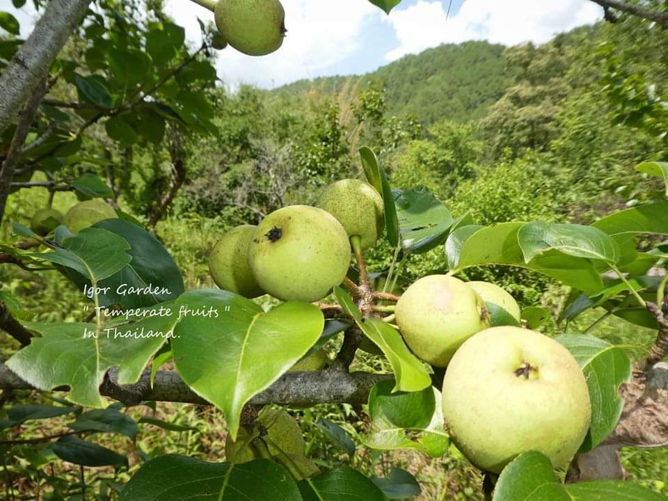 (1กิ่งตอน) กิ่งตอน สาลี่เขียว พันธุ์ โตโตริ Tottori pear สาลี่ ต้นสาลี่ / พิสุทธิ์
