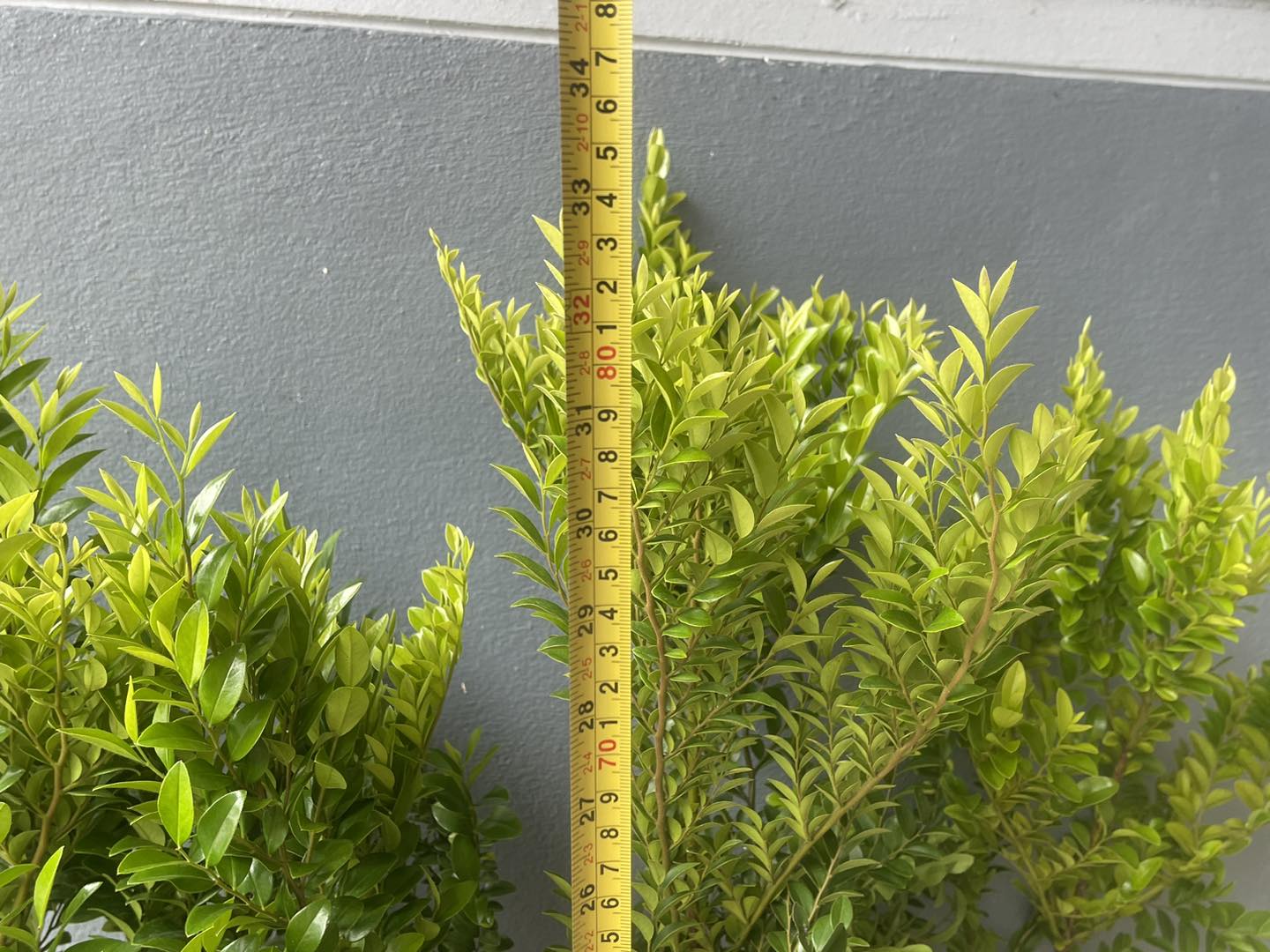 สูง 60cm ต้นล่ำซำ ต้นหูหนู หรือ ต้นสั่งทำ Black Ebony tree / iamnahpahcin
