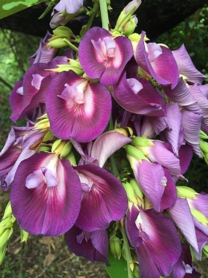 (1ต้น) ต้น สูง 40-50cm เพาะจากเมล็ด คลิทอเรีย อัญชันต้น ดอกช่อม่วง CLITORIA FAIRCHILDIANA อัญชัน / Navin