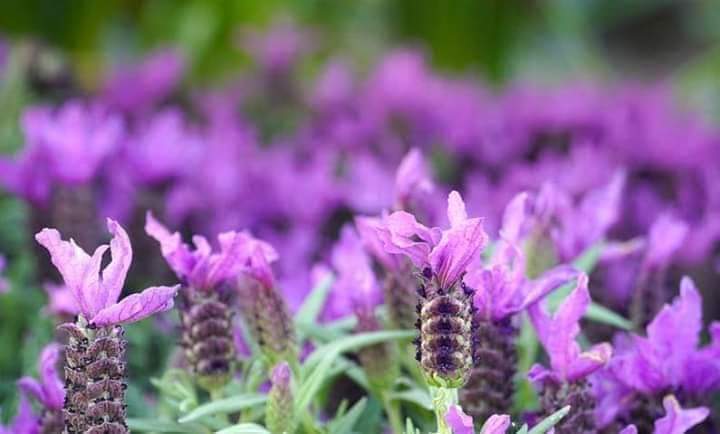 (ขาย เมล็ด ) เมล็ด ลาเวนเดอร์ เมล็ดลาเวนเดอร์ สี ม่วง lavender flower / คุณนายแหวนเพชร