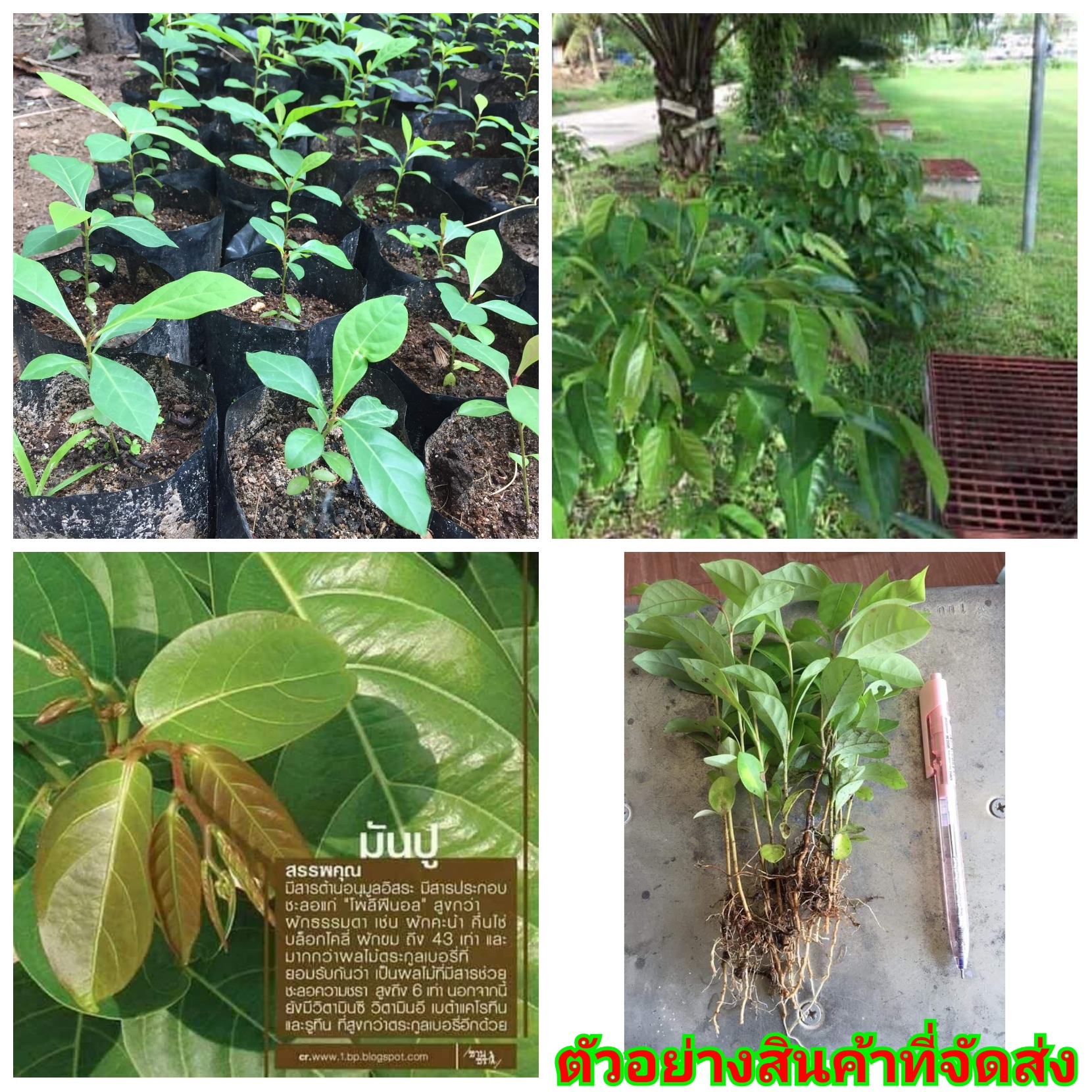 2ต้น สูง 50-60cm กิ่งตอน ต้น กล้า ต้นมันปู มันปู ยอดเทะ ยอดกะทิ Mun Pu Glochidion wallichianum MuellArg