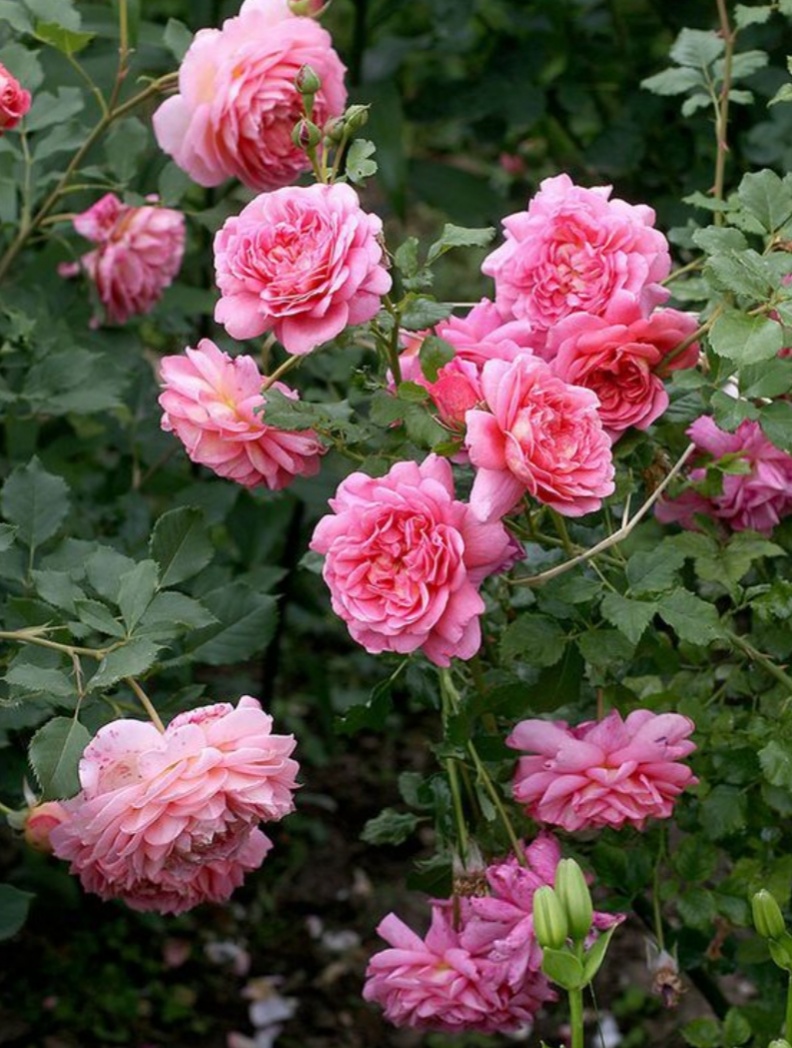 (1ต้น) ดอก ต้น กุหลาบ คริสโตเฟอร์มาโล Christopher Marlowe rose buncha