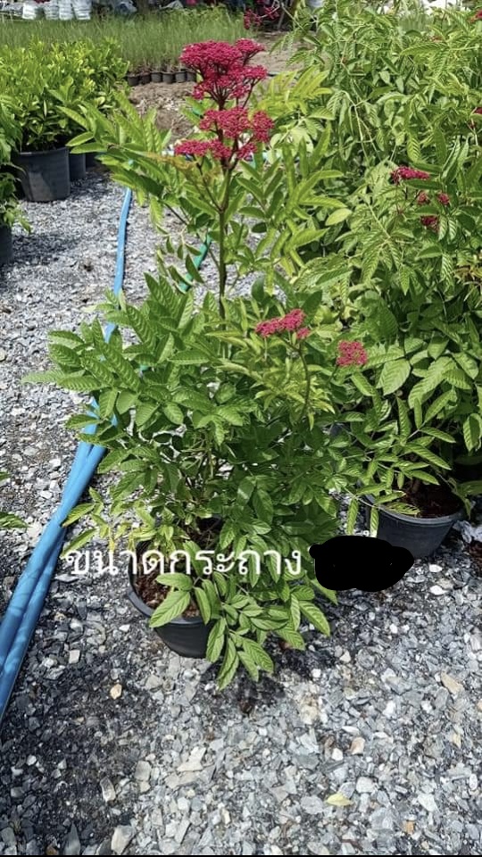 (ขาย ต้นพันธุ์) ดอก ต้น ต้นสตางค์ สตางค์ fadel