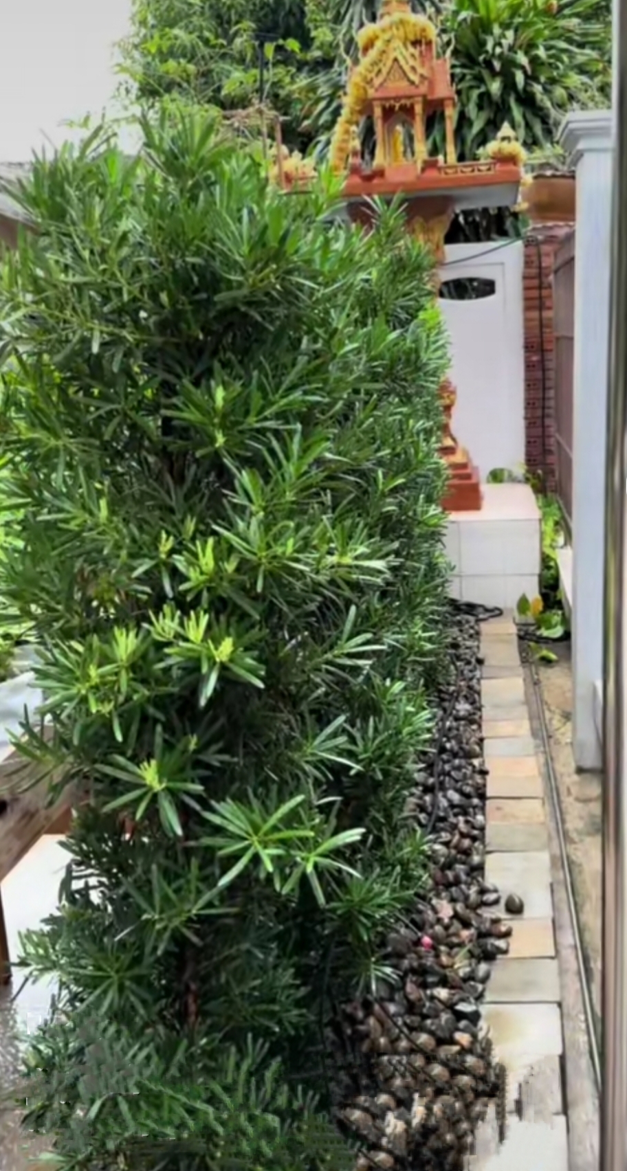 ต้นสนใบพาย สนใบพาย Podocarpus polystachyus ทำรั้วต้นไม้ ไม้แนวรั้ว ปลูกทำรั้ว ทำรั้ว รั้วต้นไม้ / eertnom
