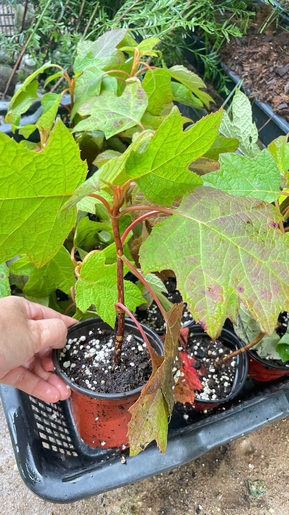 (1ต้น) ต้น โอ๊คลีฟ ไฮเดรนเยีย ไฮเดรนเจีย โอ๊กลีฟ ไฮเดรนเยียโอ๊กลีฟ Oak Leaf Hydrangea Harmony