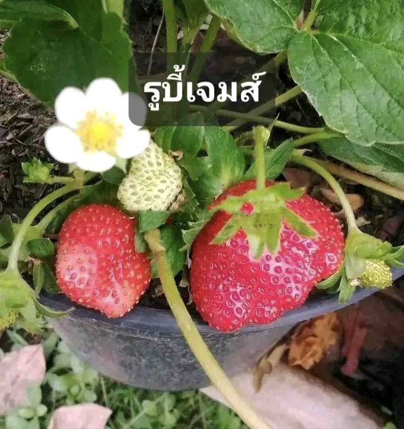 มี 17 สายพันธุ์ ต้น สตอเบอรี่ ต้นสตอเบอรี่ strawberry tree อากิฮิเมะ Akihime Aromas AE Angel Eight fronteras พิมพ์วรัตน์ พิ้งค์รูบี้ กาซาน่า Gasana Favette สวีทชาลี sweetcharlie Flavia from Italy Eweebreed แพรวา ดอกชมพู ราบิด้าพิ้ง Rabida Pink อเมริกันจัม