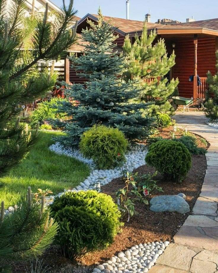 (1ต้น) ต้น ต้นสน Pinus kesiya สนสามใบ หรือ เกี๊ยะแดง สน ต้นสนสามใบ ทษณน สำเนา